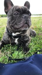 Lost Male Dog last seen Stage 64 and Berryhill rd, Memphis, TN 38016