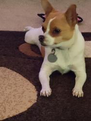 Lost Female Dog last seen Telephone Rd and Dizzy Dean, Lancaster, TX 75134