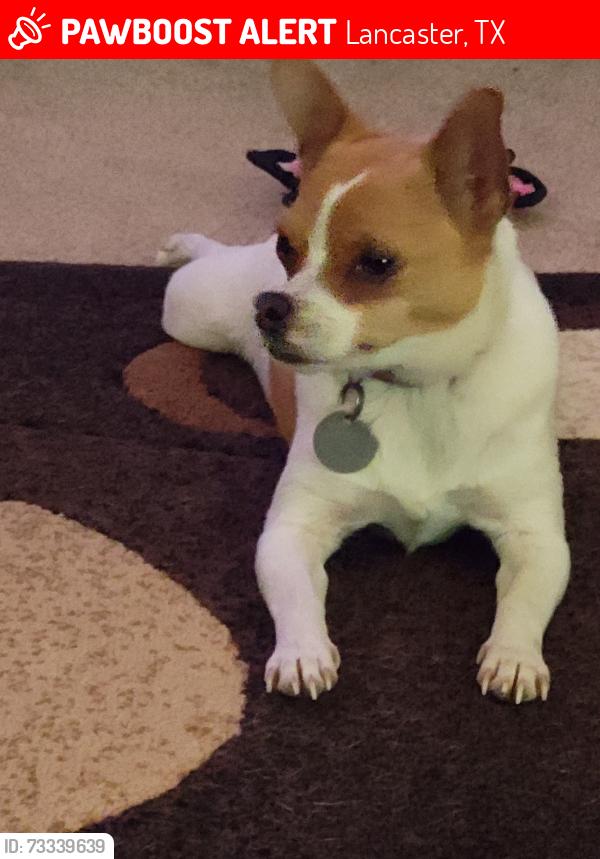 Lost Female Dog last seen Telephone Rd and Dizzy Dean, Lancaster, TX 75134