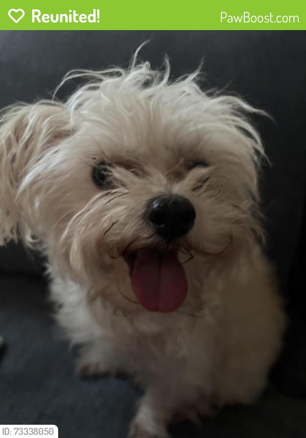 Reunited Female Dog last seen Monticello and Ferdinand, Chicago, IL 60624