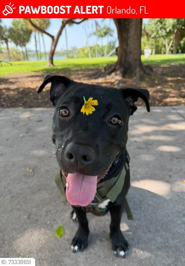 Lost Male Dog last seen 100S westmoreland dr, Orlando, FL 32805