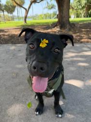 Lost Male Dog last seen 100S westmoreland dr, Orlando, FL 32805