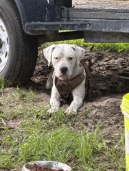 Lost Male Dog last seen Near sw 53rd pl ocala fl 34481, Ocala, FL 34481