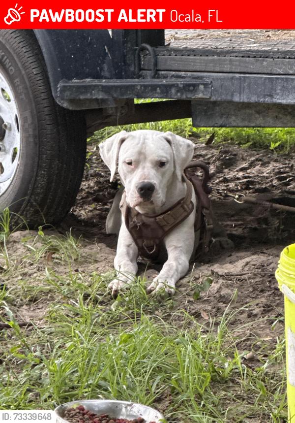 Lost Male Dog last seen Near sw 53rd pl ocala fl 34481, Ocala, FL 34481