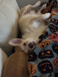Reunited Male Dog last seen At apmts lemans at lawndale, Greensboro, NC 27408