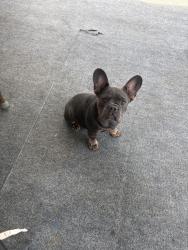 Lost Male Dog last seen Puffin ct, Oakley, CA 94561