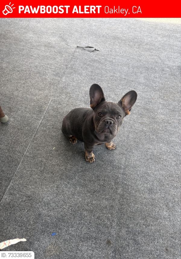 Lost Male Dog last seen Puffin ct, Oakley, CA 94561