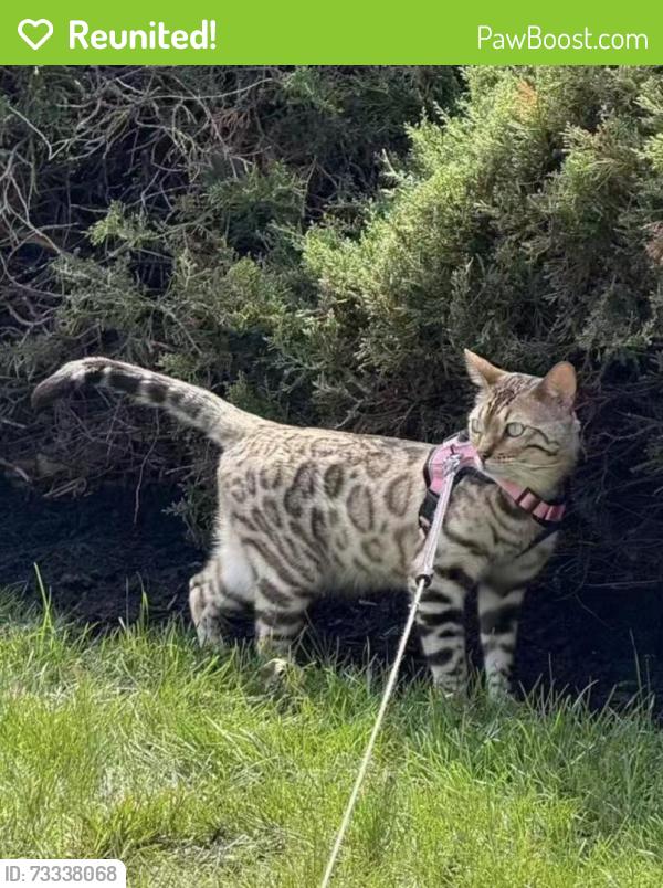 Reunited Male Cat last seen Cherry Hill Rd & Davis Rd & Ridgeview Rd intersection, Princeton, NJ, Princeton, NJ 08540