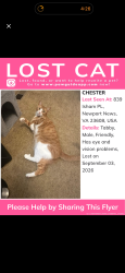Lost Male Cat last seen Windsor great park, Newport News, VA 23608