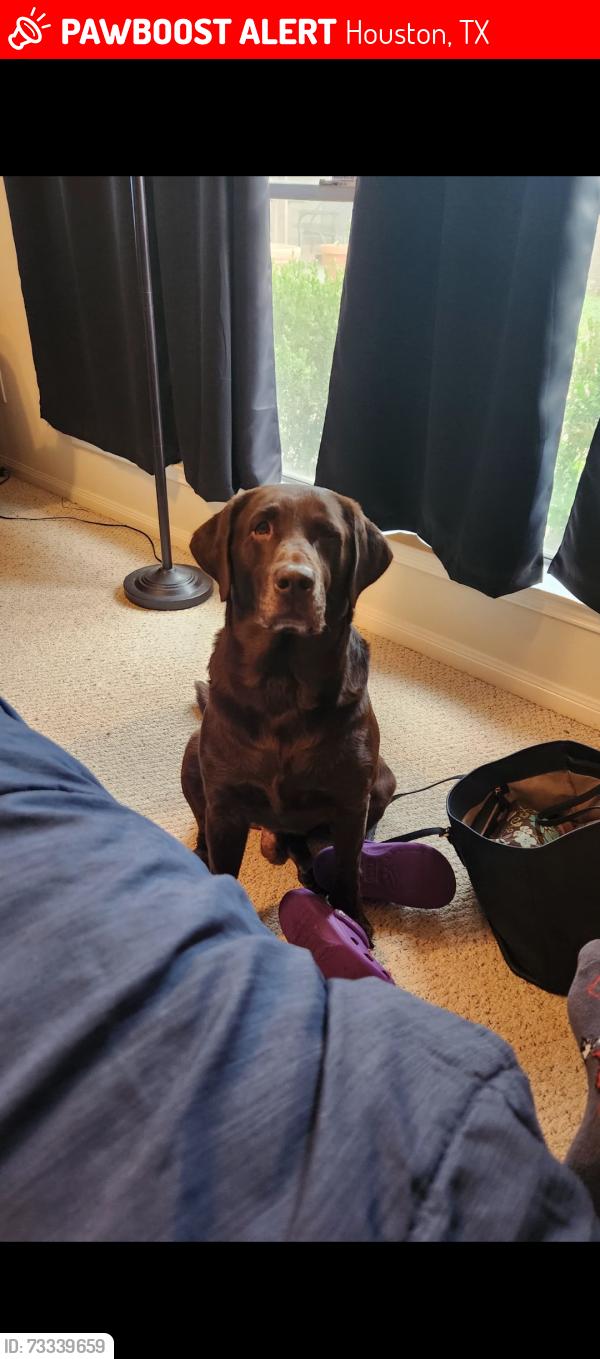 Lost Male Dog last seen Queenston, Houston, TX 77095