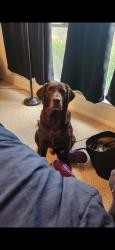 Lost Male Dog last seen Queenston, Houston, TX 77095