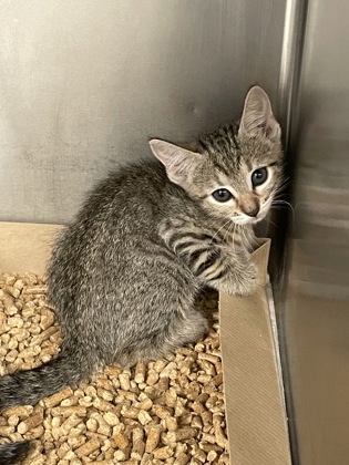 Shelter Stray Unknown Cat last seen Near Meadowcrest Ln., Duncanville, TX, 1150 E Pleasant Run Rd, Cedar Hill, TX 75104, USA