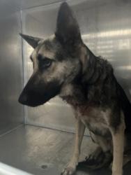 Shelter Stray Female Dog last seen , , TX, 355 Hillshire Dr, Haslet, TX 76052, USA