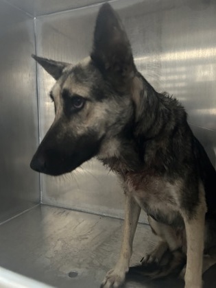 Shelter Stray Female Dog last seen , , TX, 355 Hillshire Dr, Haslet, TX 76052, USA
