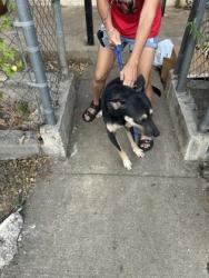 Shelter Stray Male Dog last seen , , TX, 355 Hillshire Dr, Haslet, TX 76052, USA