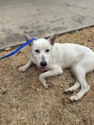 Shelter Stray Female Dog last seen Neches St, North District, TX, 355 Hillshire Dr, Haslet, TX 76052, USA