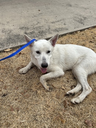 Shelter Stray Female Dog last seen Neches St, North District, TX, 355 Hillshire Dr, Haslet, TX 76052, USA