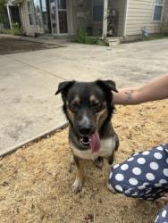 Shelter Stray Male Dog last seen Neches St, North District, TX, 355 Hillshire Dr, Haslet, TX 76052, USA