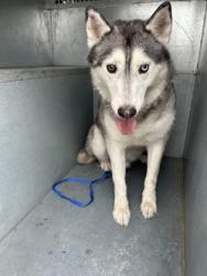Shelter Stray Male Dog last seen Near Ashbourne Way, South District, TX, 355 Hillshire Dr, Haslet, TX 76052, USA
