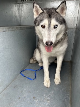 Shelter Stray Male Dog last seen Near Ashbourne Way, South District, TX, 355 Hillshire Dr, Haslet, TX 76052, USA