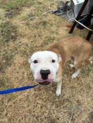 Shelter Stray Male Dog last seen Near Ashbourne Way, South District, TX, 355 Hillshire Dr, Haslet, TX 76052, USA