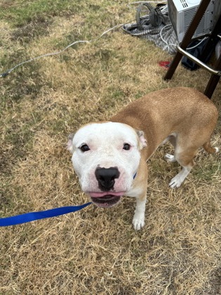 Shelter Stray Male Dog last seen Near Ashbourne Way, South District, TX, 355 Hillshire Dr, Haslet, TX 76052, USA