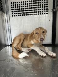 Shelter Stray Female Dog last seen Near Ave H, Central District,, 355 Hillshire Dr, Haslet, TX 76052, USA
