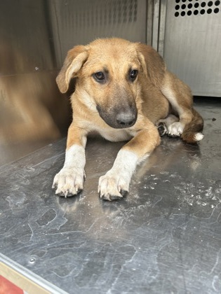 Shelter Stray Male Dog last seen Near Ave H, Central District,, 355 Hillshire Dr, Haslet, TX 76052, USA