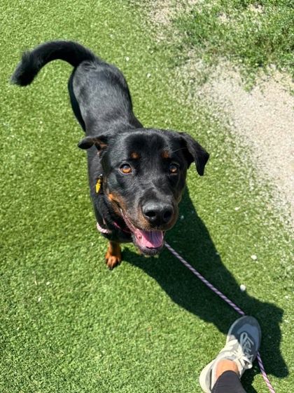 Shelter Stray Female Dog last seen Near Plato, 5th District, OH, 9203 Detroit Ave, Cleveland, OH 44102, USA