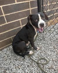 Shelter Stray Female Dog last seen , , GA, 3280 Chamblee Dunwoody Rd, Chamblee, GA 30341, USA