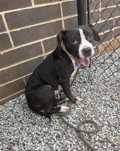 Shelter Stray Female Dog last seen , , GA, 3280 Chamblee Dunwoody Rd, Chamblee, GA 30341, USA