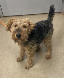 Shelter Stray Male Dog last seen Near Chupp Rd, 30058, GA, 3280 Chamblee Dunwoody Rd, Chamblee, GA 30341, USA