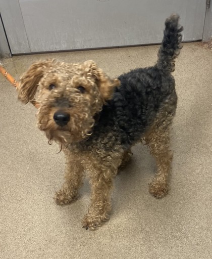 Shelter Stray Male Dog last seen Near Chupp Rd, 30058, GA, 3280 Chamblee Dunwoody Rd, Chamblee, GA 30341, USA