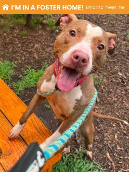 Shelter Stray Female Dog last seen Near N. Schroeder st, 21217, MD, 2490 Giles Rd, Baltimore, MD 21225, USA