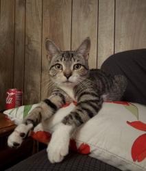 Reunited Female Cat last seen cedar street intersection spring street new haven. Union station is pretty close to our home as well., New Haven, CT 06519