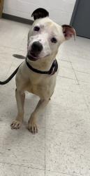 Shelter Stray Male Dog last seen , Gulfport, MS, 2615 25th Ave, Gulfport, MS 39501, USA