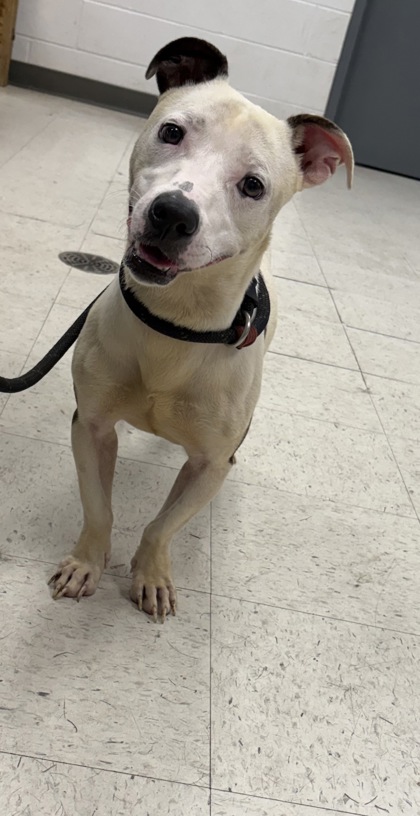 Shelter Stray Male Dog last seen , Gulfport, MS, 2615 25th Ave, Gulfport, MS 39501, USA