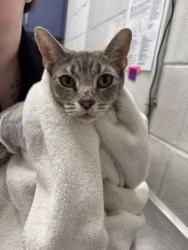 Shelter Stray Female Cat last seen Near N Collington Ave, 21213, MD, 2490 Giles Rd, Baltimore, MD 21225, USA
