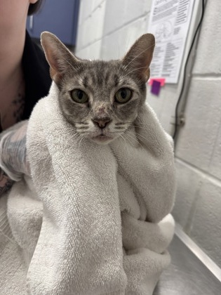 Shelter Stray Female Cat last seen Near N Collington Ave, 21213, MD, 2490 Giles Rd, Baltimore, MD 21225, USA