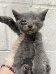 Shelter Stray Female Cat last seen Near N Collington Ave, 21213, MD, 2490 Giles Rd, Baltimore, MD 21225, USA
