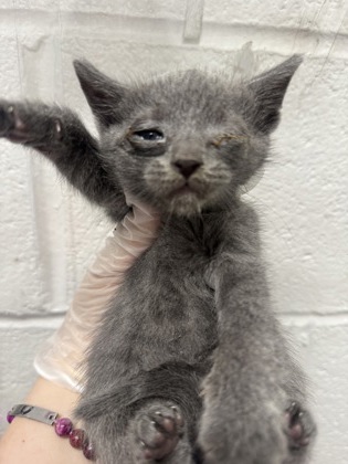 Shelter Stray Female Cat last seen Near N Collington Ave, 21213, MD, 2490 Giles Rd, Baltimore, MD 21225, USA
