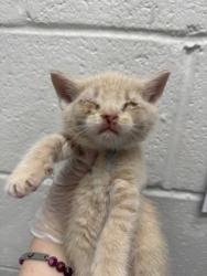Shelter Stray Male Cat last seen Near N Collington Ave, 21213, MD, 2490 Giles Rd, Baltimore, MD 21225, USA