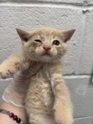 Shelter Stray Male Cat last seen Near N Collington Ave, 21213, MD, 2490 Giles Rd, Baltimore, MD 21225, USA