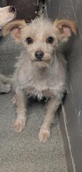 Shelter Stray Female Dog last seen Field By Tome Hill, Tome,, 1209 NM-314, Los Lunas, NM 87031, USA