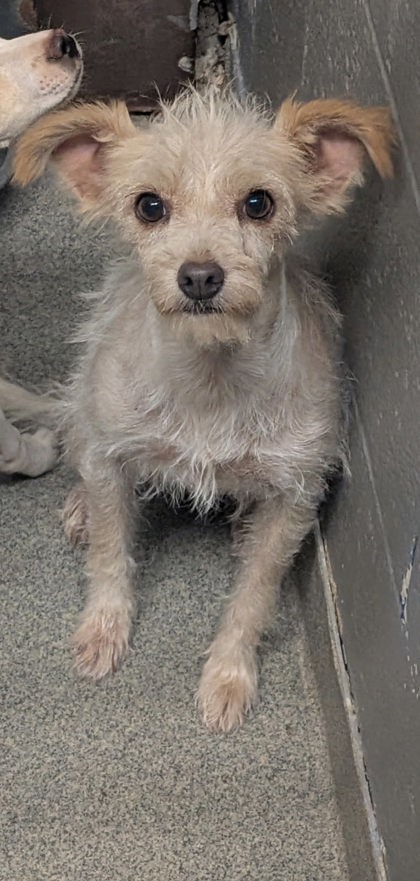 Shelter Stray Female Dog last seen Field By Tome Hill, Tome,, 1209 NM-314, Los Lunas, NM 87031, USA