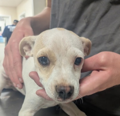 Shelter Stray Male Dog last seen Field By Tome Hill, Tome,, 1209 NM-314, Los Lunas, NM 87031, USA