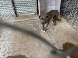 Shelter Stray Male Dog last seen Near Blk Wiley St, City of Hutto, TX, 1855 SE Inner Loop, Georgetown, TX 78626, USA