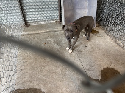 Shelter Stray Male Dog last seen Near Blk Wiley St, City of Hutto, TX, 1855 SE Inner Loop, Georgetown, TX 78626, USA