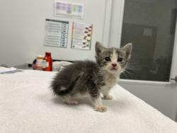 Shelter Stray Male Cat last seen E 34th Street and Olive Street, 64109,, 7077 Elmwood Ave, Kansas City, MO 64132, USA