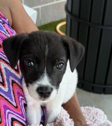 Shelter Stray Male Dog last seen Near Joe Louis Dr., Atlanta, GA, 1251 Fulton Industrial Blvd NW, Atlanta, GA 30336, USA